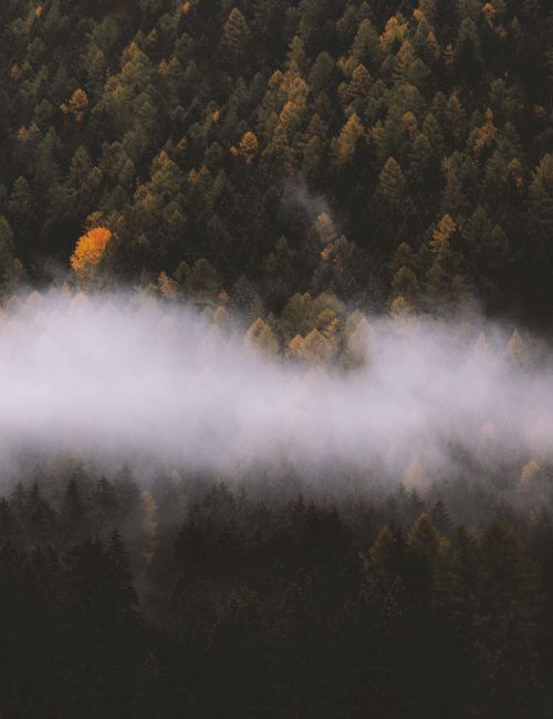 The image shows a dense forest with trees changing color in autumn, with a layer of mist or fog drifting through the middle of the scene.