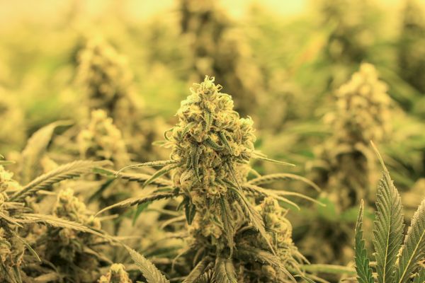 The image shows a close-up of a cannabis plant with dense, well-developed buds, surrounded by green leaves.